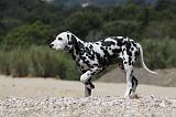 DALMATIEN 261